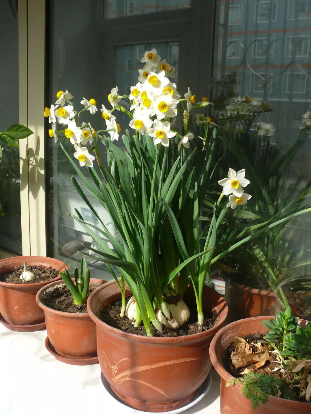 水仙花后期怎么管理,水仙花复花小技巧