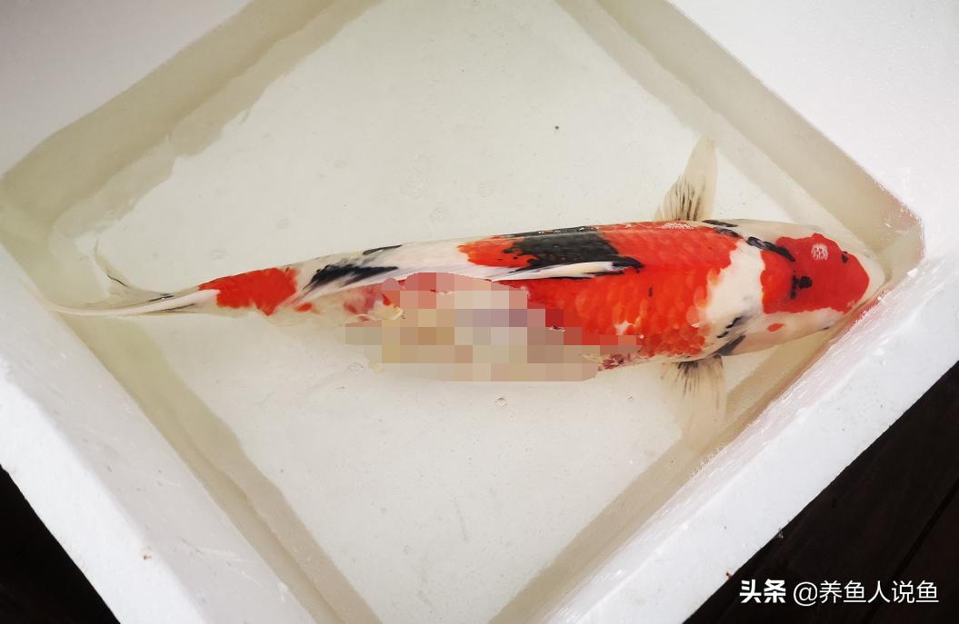 锦鲤鱼冬季烂身治愈难度比夏季要高太多，是什么原因导致的？