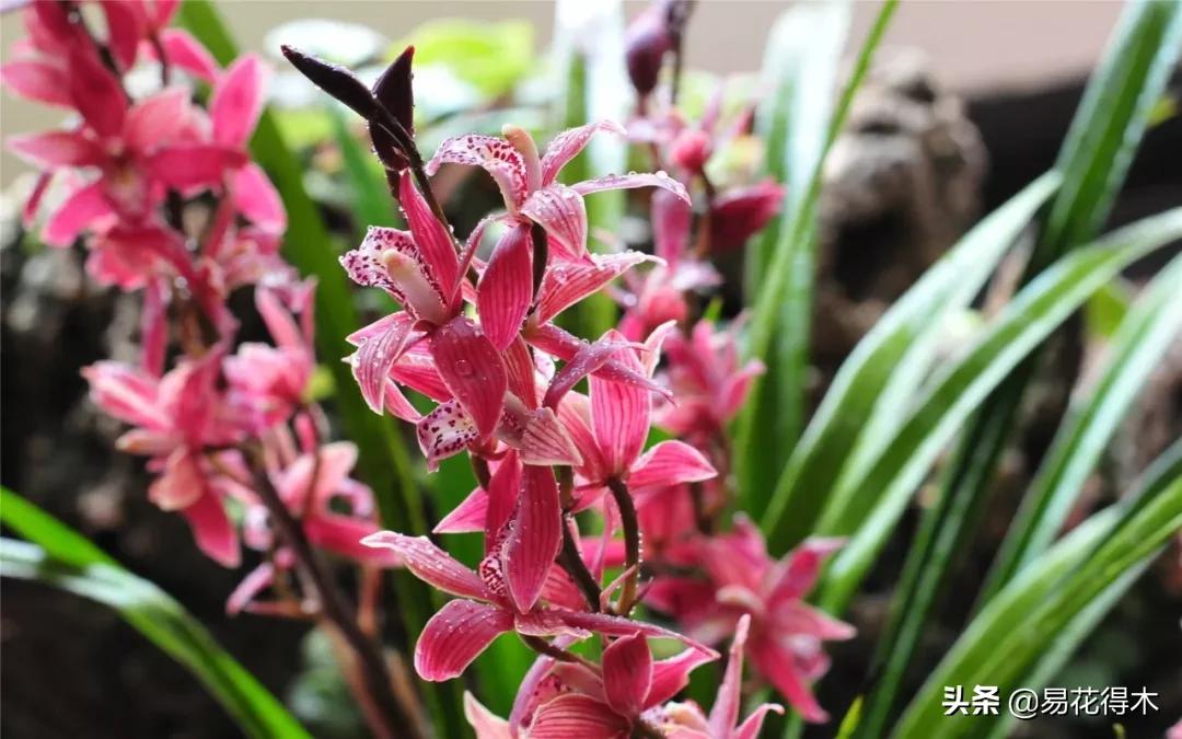 花卉栽培｜蛇木、泥炭、椰糠、松针，这些纤维类植料有什么优点？