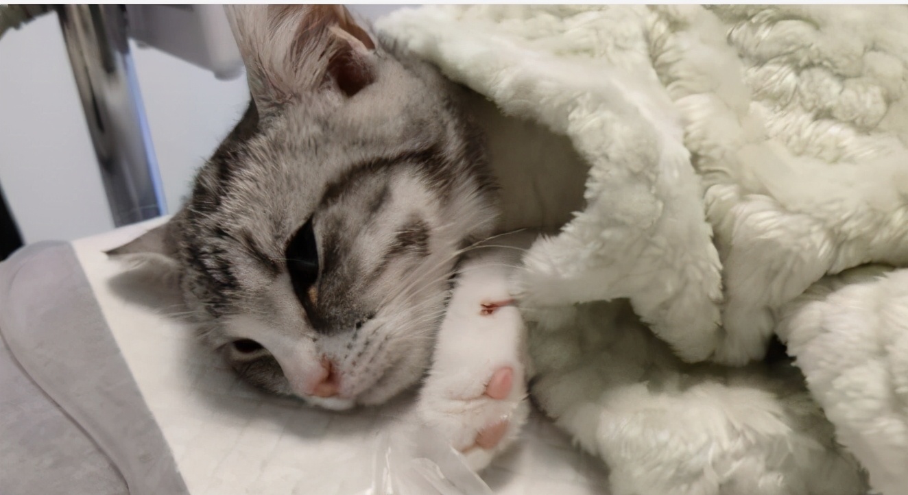 团子猫传腹治好了吗,团子的猫传腹