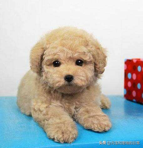 养好一个泰迪的注意事项,养泰迪犬怎么能长寿