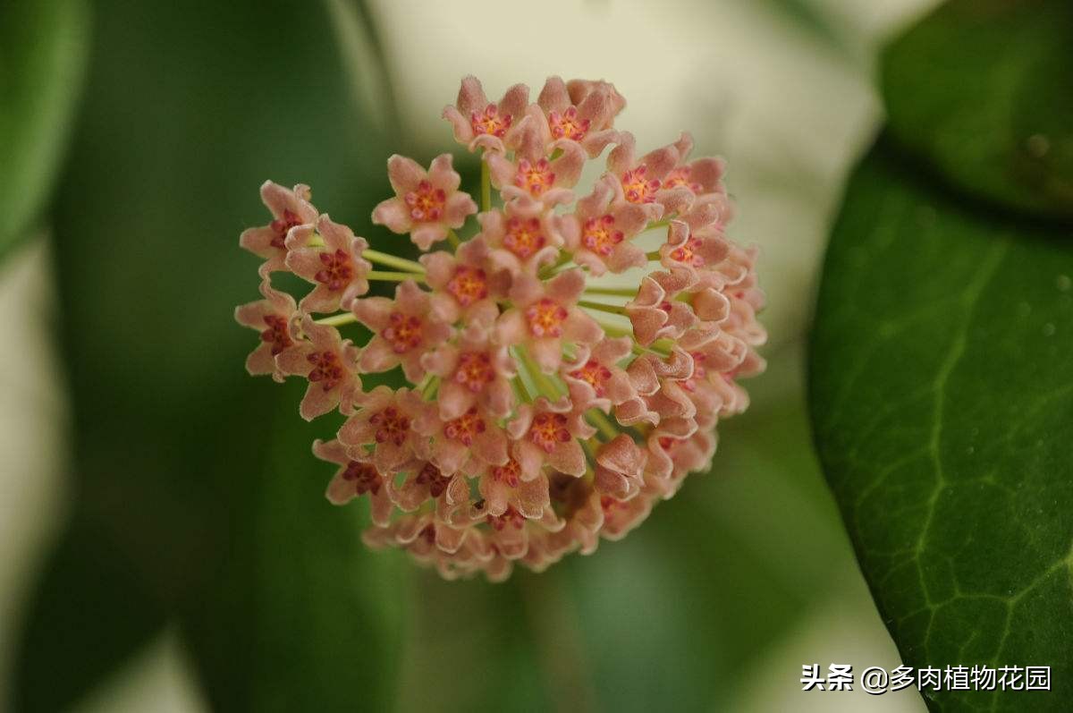 球兰不开花是什么原因导致的,球兰从打骨朵到开花需要多长时间