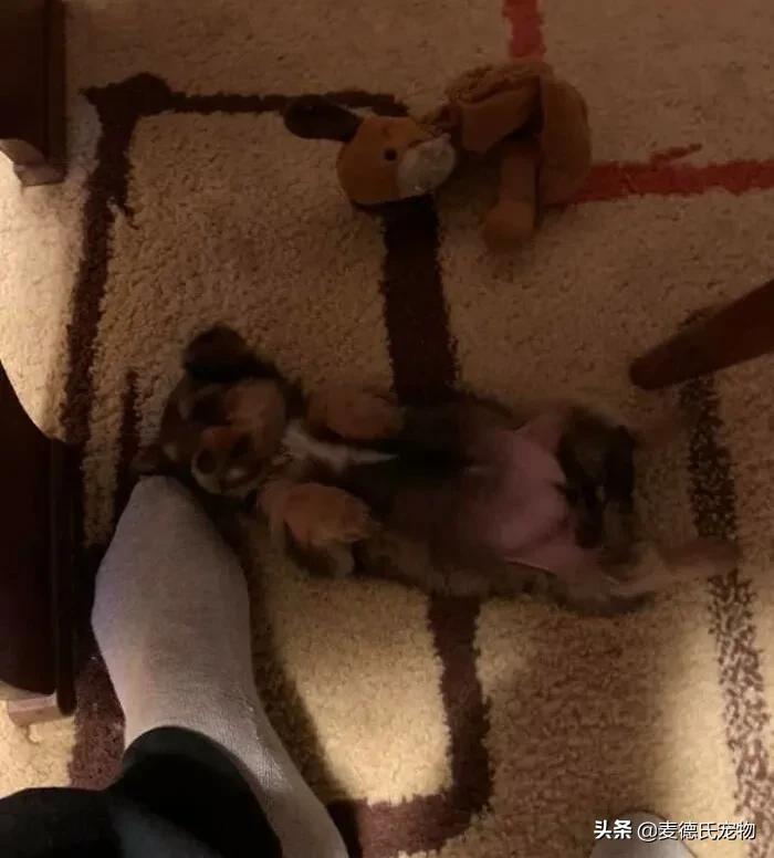 小狗狗捡回来后的成长,捡到一只小狗狗把它带回家