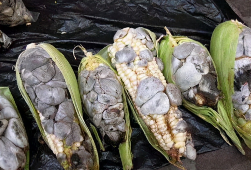 玉米上长的黑黑的菌外国叫啥,玉米上面黑色的菌图片