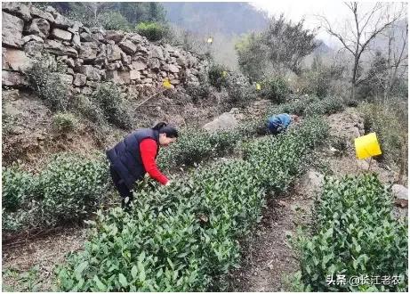 我爱故乡的毛尖茶,我爱家乡的龙井茶