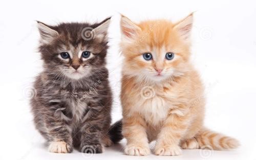 养猫招财到什么程度最好,猫咪是招财猫的象征