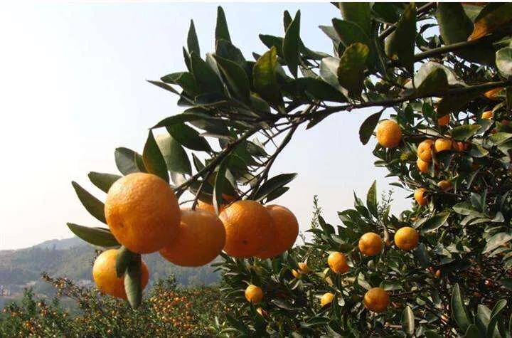 正宗南丰蜜桔图片大全,正宗南丰蜜桔苗价格