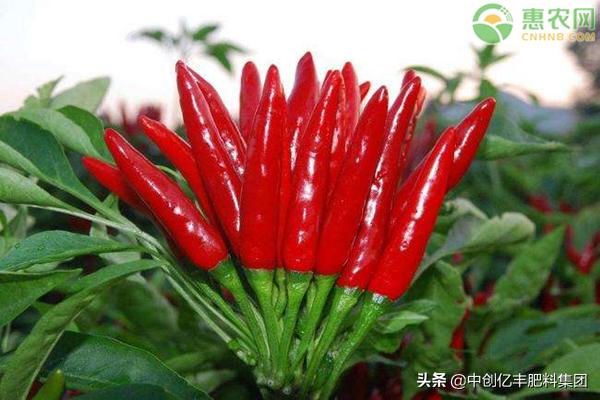 辣椒苗栽下去黄叶枯萎怎么办,辣椒苗脚下黄叶落叶什么原因