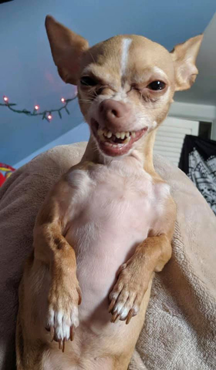 发狗狗丑照,狗狗最丑的照片和最好看的照片