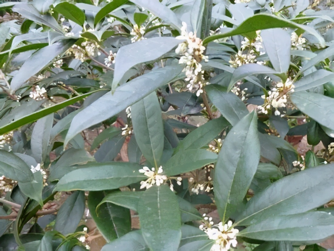 桂花发了好多新芽,桂花品种对比一览表