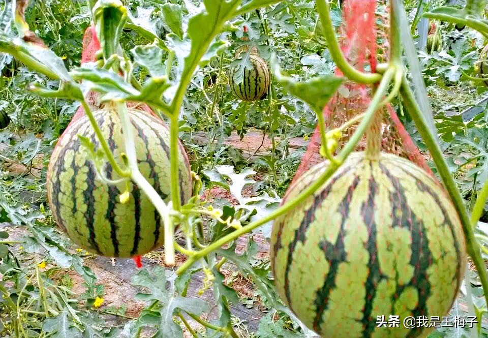 买西瓜时,别只会傻傻用手拍,多加2点,保证挑的西瓜沙又甜