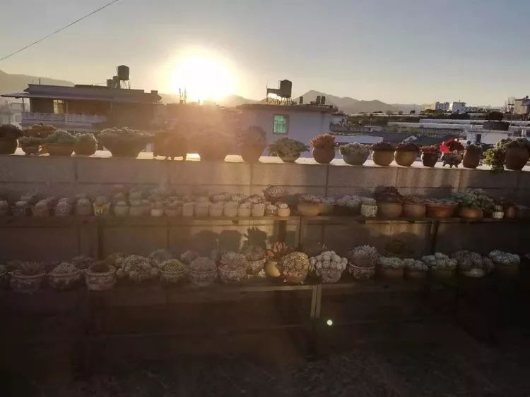 爱机车,爱多肉,宝妈花姐的诗和远方