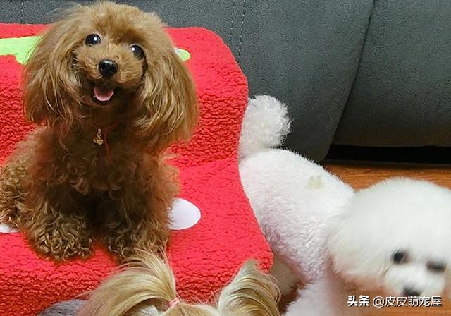 新到家的狗狗可以吃狗粮和喝水吗,纠正狗狗挑食只能喂狗粮吗