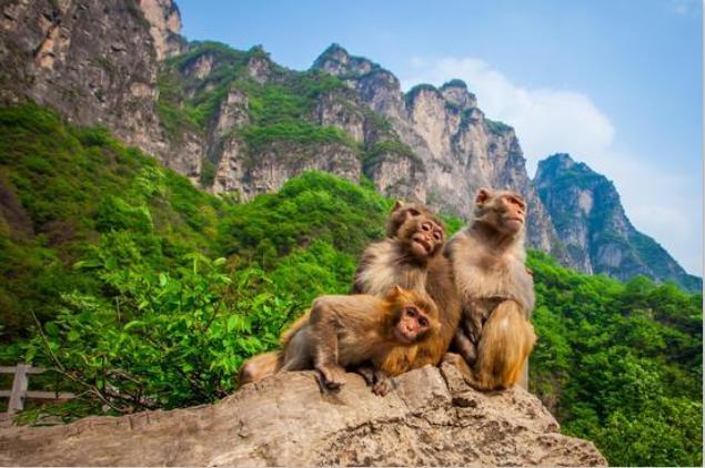 云台山门票为什么那么贵,焦作云台山门票5月19号门票多少钱