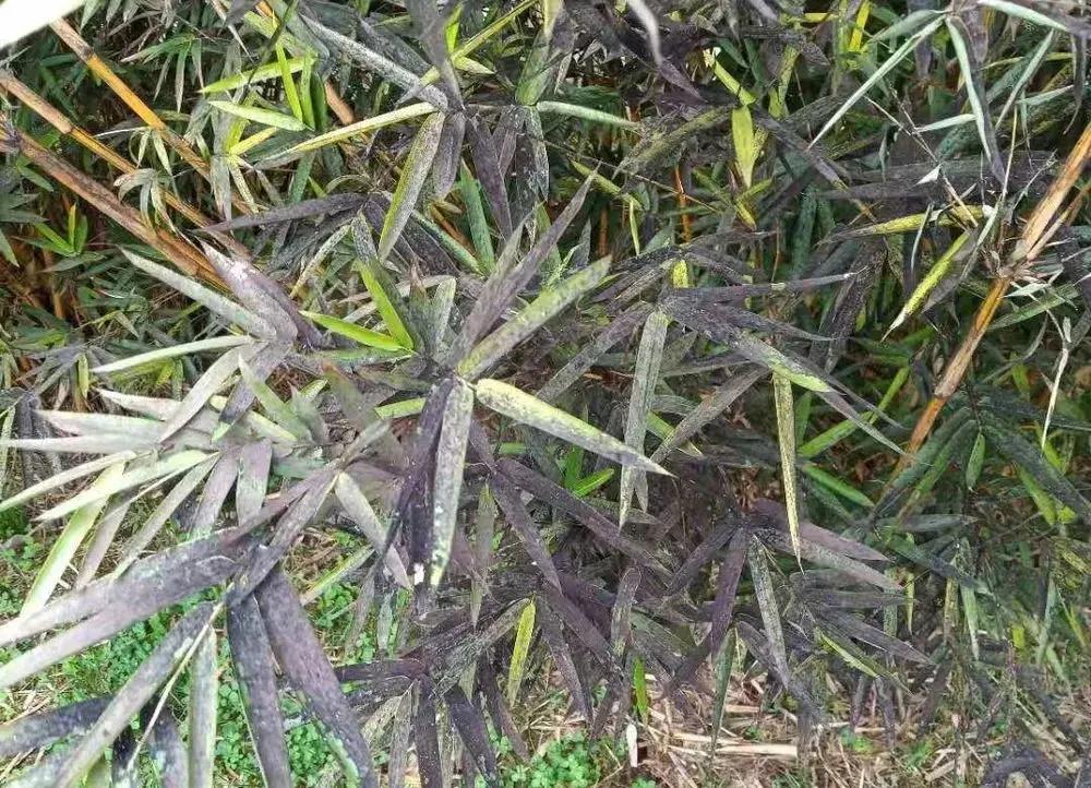 园林植物枝干防治,园林植物的主要叶部病害