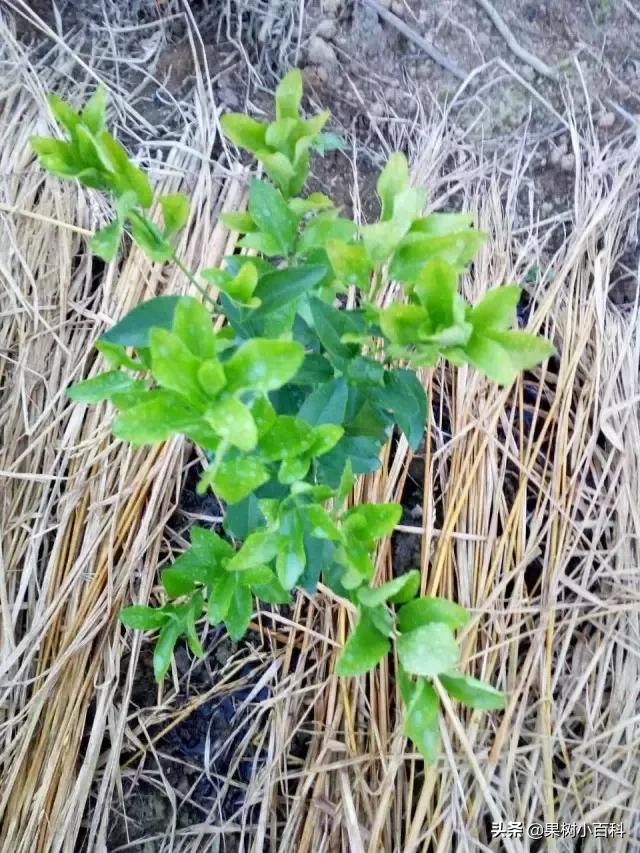 作物的根系好不好,直接决定作物的产量,柑橘尤其如此