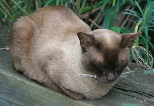 英国家庭花园建造,英国夫妇22年打造梦幻花园