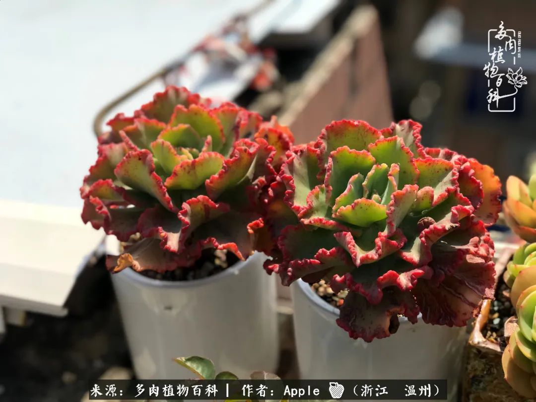 多肉成长记观察记录怎么写,多肉成长记录观察展板