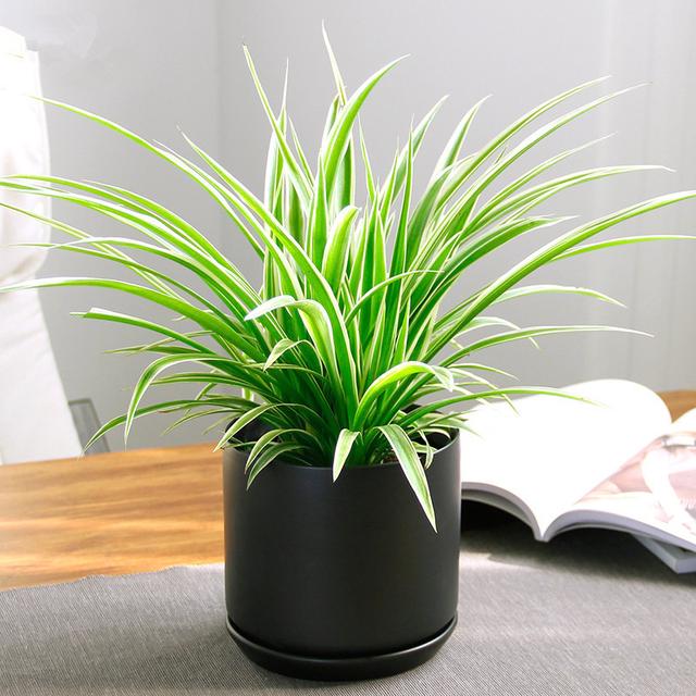 吊兰枯萎变黄需要剪掉吗,吊兰被冻蔫后怎么救活