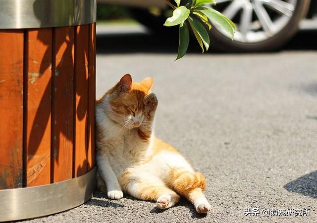 田园猫被抛弃会有什么后果,为什么越来越多人喜欢田园猫