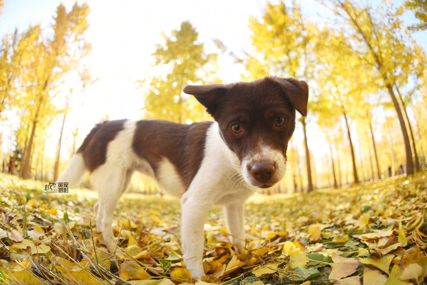 中华田园犬不掉毛不臭吗,中华田园犬在国外有多么受欢迎