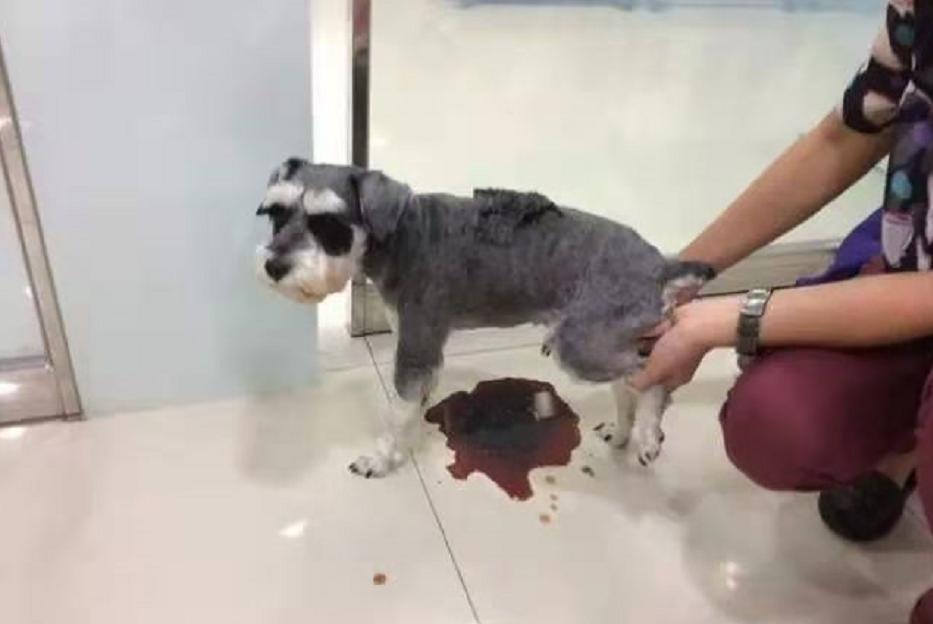 狗狗吃火龙果主人以为死了,狗狗吃牛油果后死亡