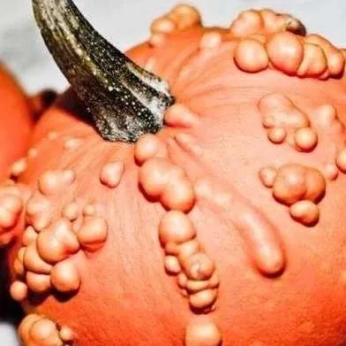 菜花状湿疣长在尿道怎么办,菜花状湿疣后果