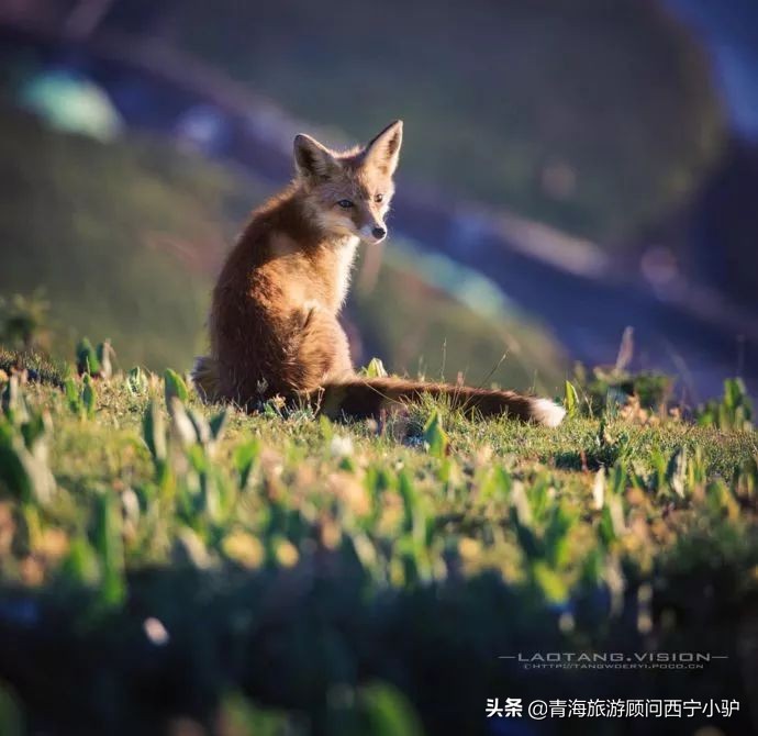 青海隐藏的秘密,青海发现美丽秘境全世界为之瞩目