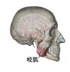 瘦脸针怎么避开腮腺,瘦脸针僵硬感怎么解决