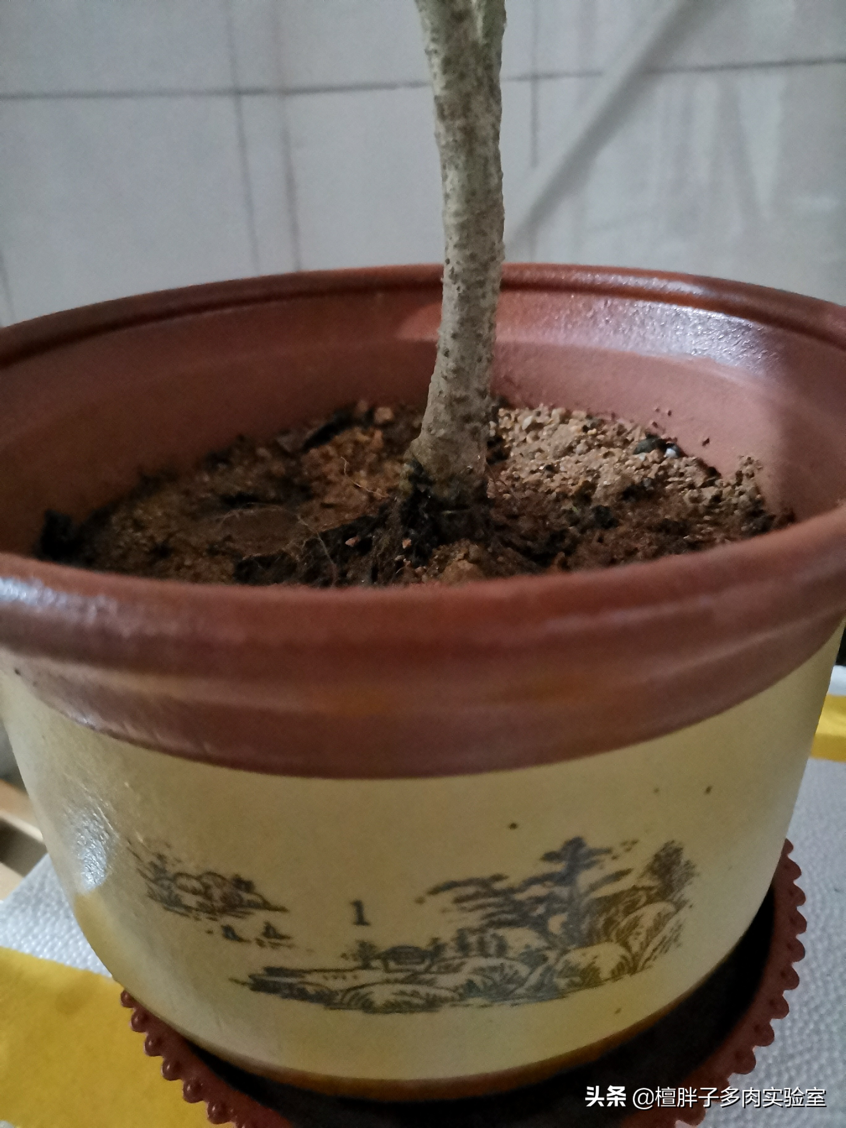 栀子花叶片发黑花苞脱落怎么办,栀子花叶片突然枯萎