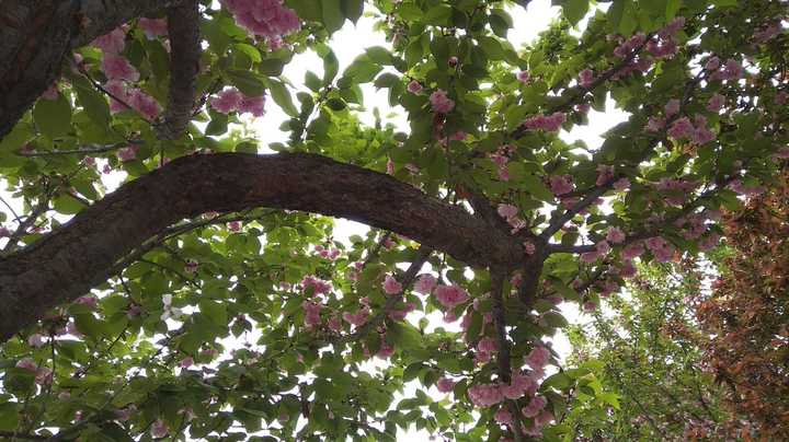 樱花芬兰芳四溢，倩倩咏咏那抹红