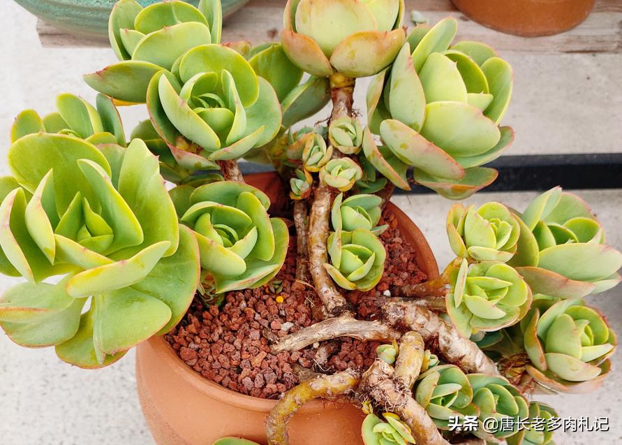 多肉花盆太贵了自己做,多肉太费钱怎么办