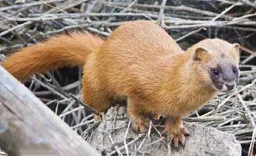 黄鼠狼忌语,黄鼠狼讲话