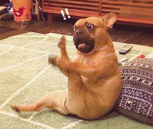 铲屎官的呕吐,狗狗呕吐铲屎官该怎么办