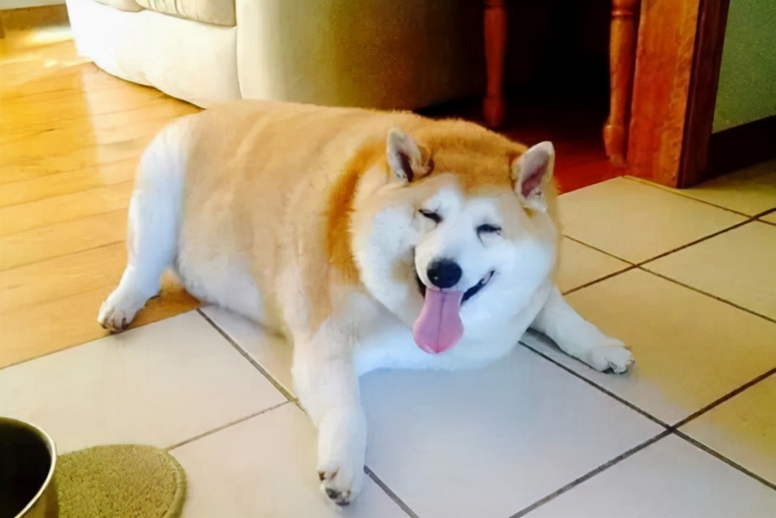 狗吃鸡骨头为什么不好,狗吃鸡胸肉干好不好