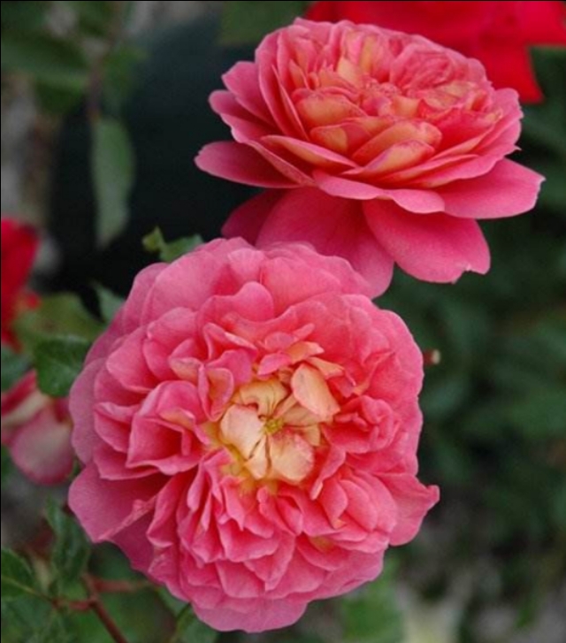 花中皇后月季花视频,小玫瑰月季怎么养护和管理