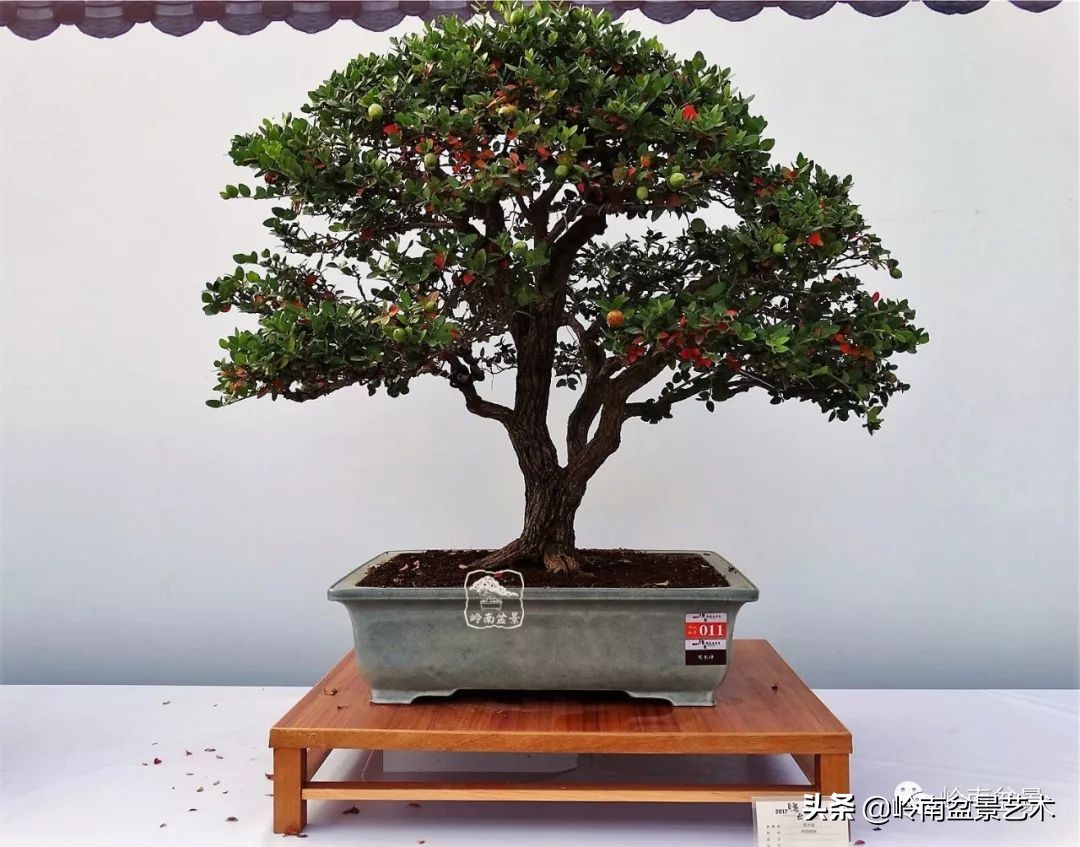 文人杂木盆景精品欣赏,可以做盆景的杂木图片大全