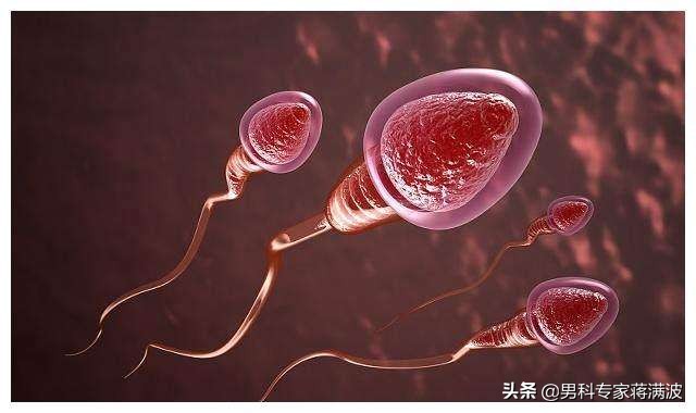 精子最快失活的办法,精子发生的四个阶段