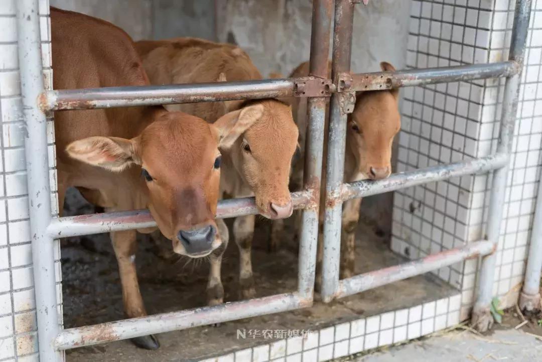 深圳养牛的真实经历,广东养牛的现状