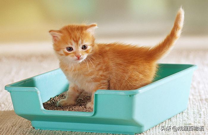 猫咪贫血吃什么补血,猫咪贫血白血病