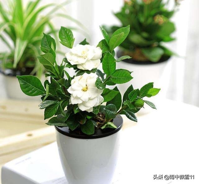 栀子黄叶怎么补救最快方法,栀子叶片发黄是什么原因引起的