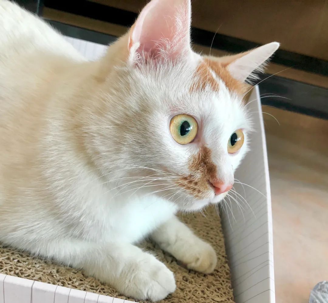 饲养猫狗对小孩肥胖有关系吗,肥胖猫狗选粮攻略