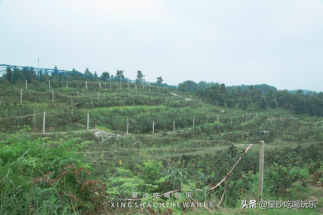 长沙小水果之乡,湖南长沙宝藏打卡地