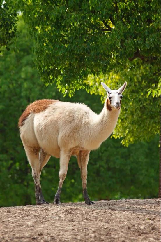 驼羊和羊驼我们不一样,驼羊和羊驼的区别视频