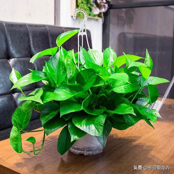 绿萝叶片发黄应该怎么治,绿萝叶片发黄是怎么回事儿