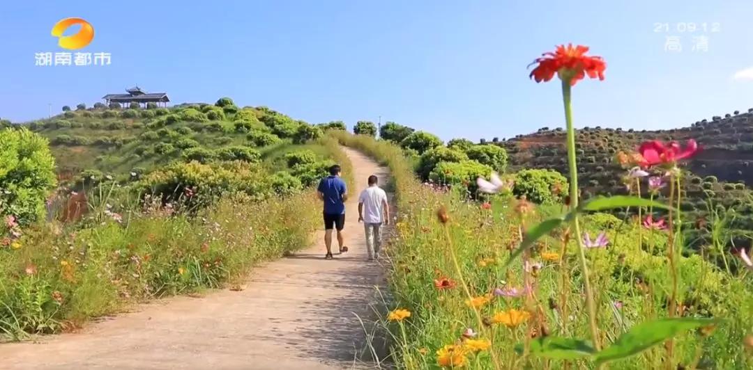 ​湘村发现|就在怀化，“江南第一梅”藏不住了！香甜多汁的秘密今天全告诉你...