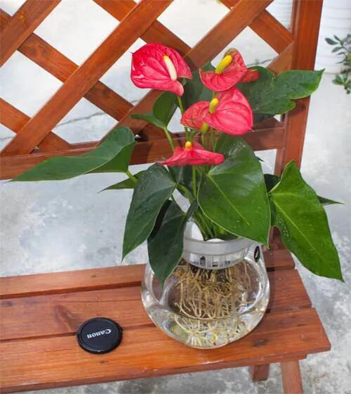 土培红掌叶子发黄快速补救方法,红掌水培叶子发黄烂怎么补救