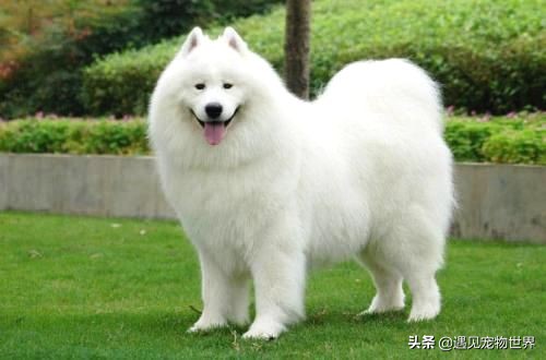 纯种萨摩耶犬的特点,萨摩耶养殖知识