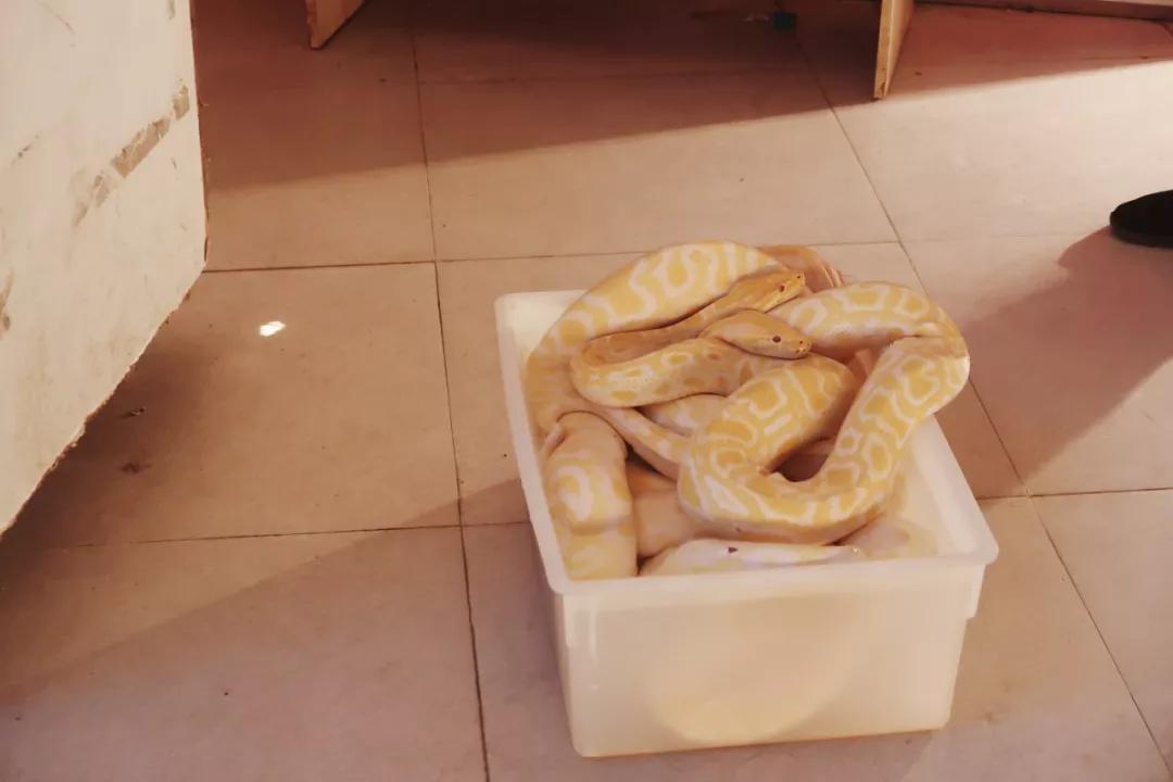 在动物园散步才是正经事|暴走福州