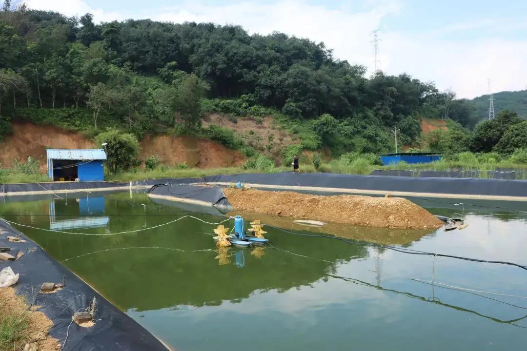 对虾红体防治的最佳办法,对虾红须红尾的原因和处理方法